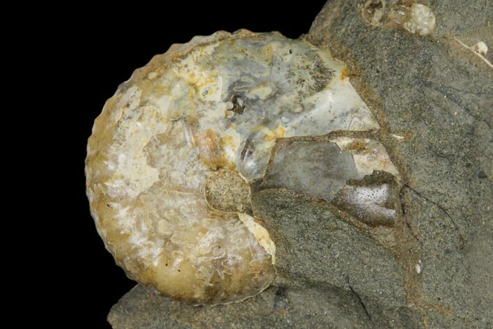 Fossil Hoploscaphites Ammonite - South Dakota #180834